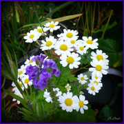 30th Jun 2024 - Feverfew and the blue salvia