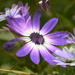 African daisies and Senetti~~~~~