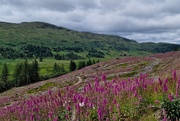 30th Jun 2024 - foxgloves