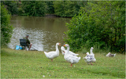 30th Jun 2024 - What's he doing in our pond?