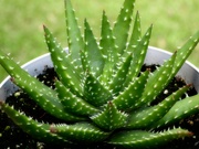 30th Jun 2024 - Aloe juvenna...