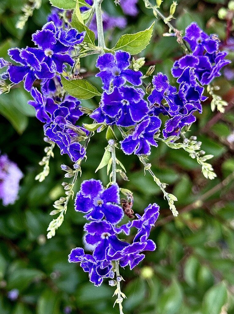 Sky flowers , a species within the Verbena  family by congaree