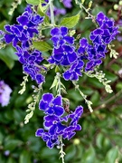 30th Jun 2024 - Sky flowers , a species within the Verbena  family