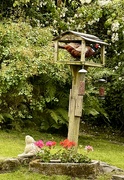 30th Jun 2024 - On the bird table