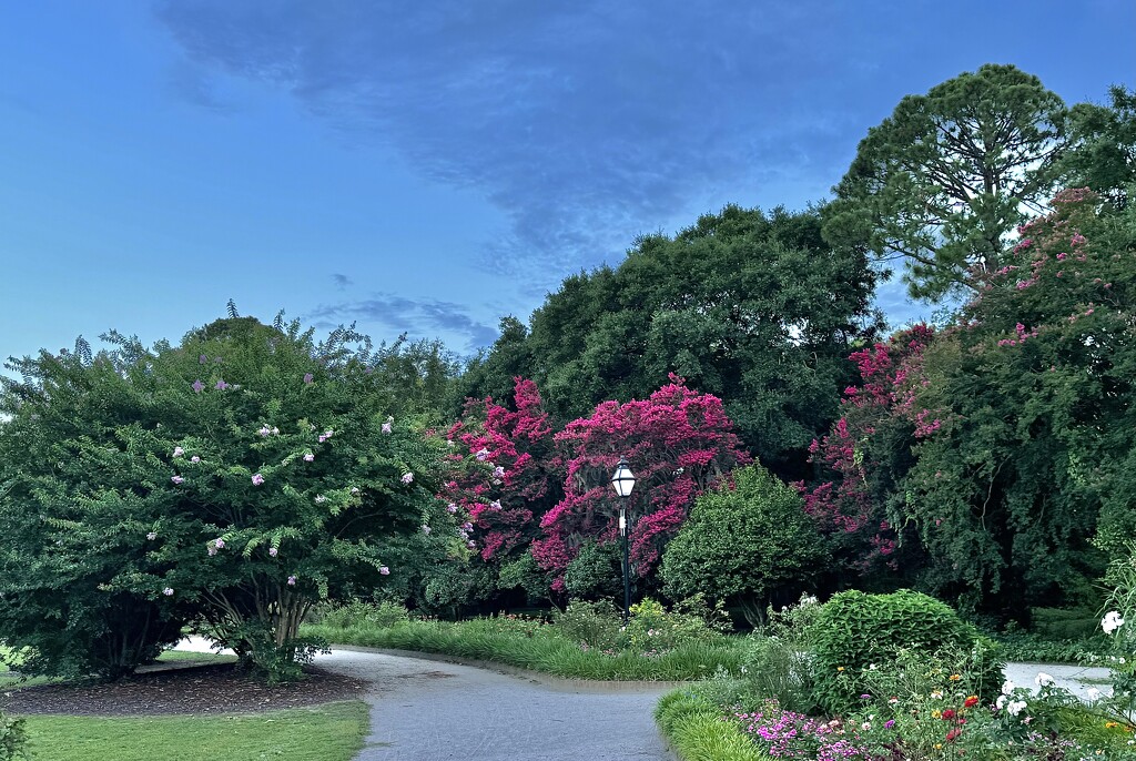Crape Myrtle blooms at Hampton Park. “The Lilac of the South” by congaree