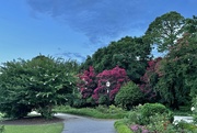 30th Jun 2024 - Crape Myrtle blooms at Hampton Park. “The Lilac of the South”