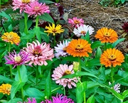 30th Jun 2024 - Beds full of zinnias at Hampton Park Garden