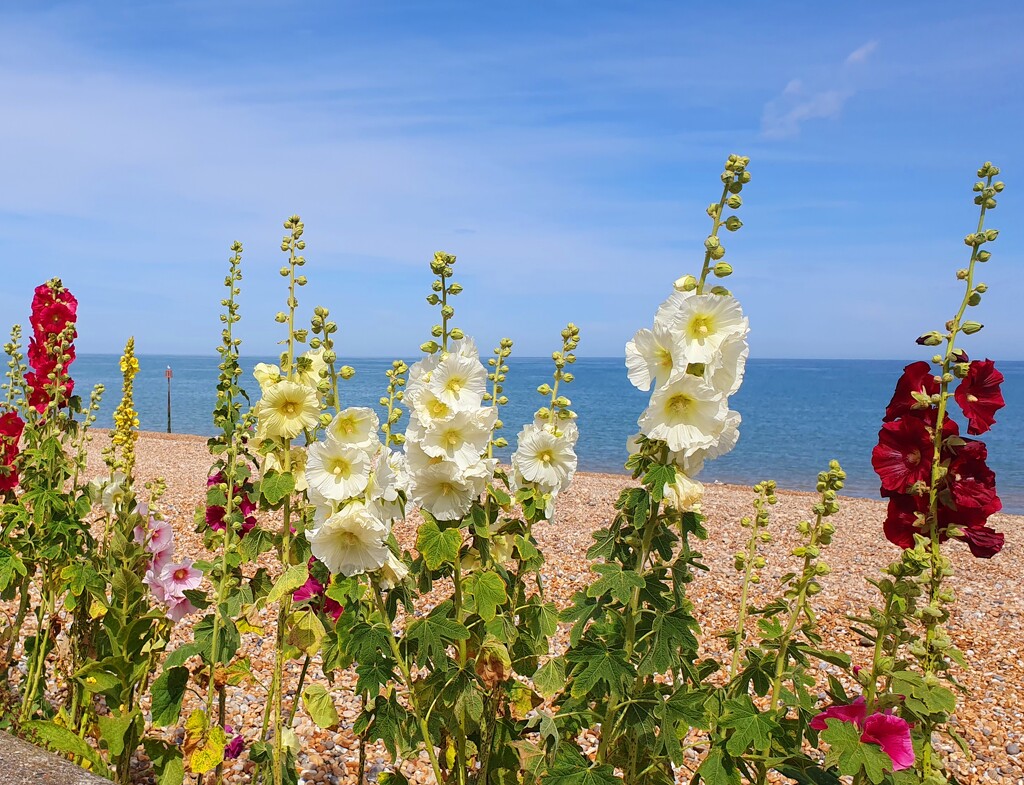 A Great Deal of Hollyhocks by will_wooderson