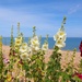 A Great Deal of Hollyhocks