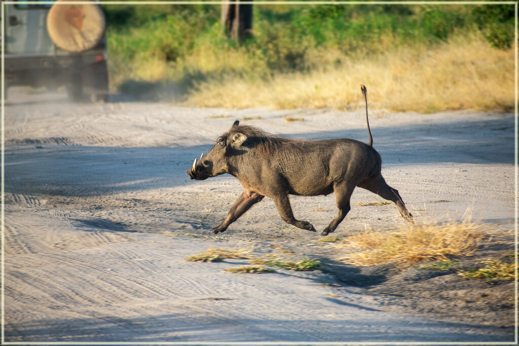 Why do warthogs run with their tails up? by 365projectorgchristine