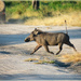 Why do warthogs run with their tails up?