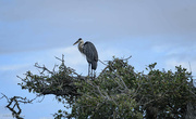 30th Jun 2024 - Blue Heron on Nest