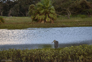 17th Jun 2024 - Blue Heron  at pond 