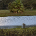 Blue Heron  at pond  by dkellogg