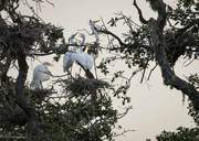 22nd Jun 2024 - Egret Family