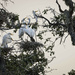 Egret Family by dkellogg