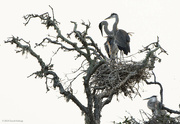 23rd Jun 2024 - Blue Heron Family 