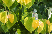 30th Jun 2024 - Some pretty leaves on a bush