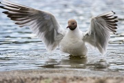 30th Jun 2024 - Black Headed Gull