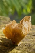 30th Jun 2024 - Fantastic Fungi 