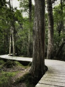 30th Jun 2024 - Atlantic White Cedar Swamp Trail