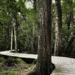 Atlantic White Cedar Swamp Trail