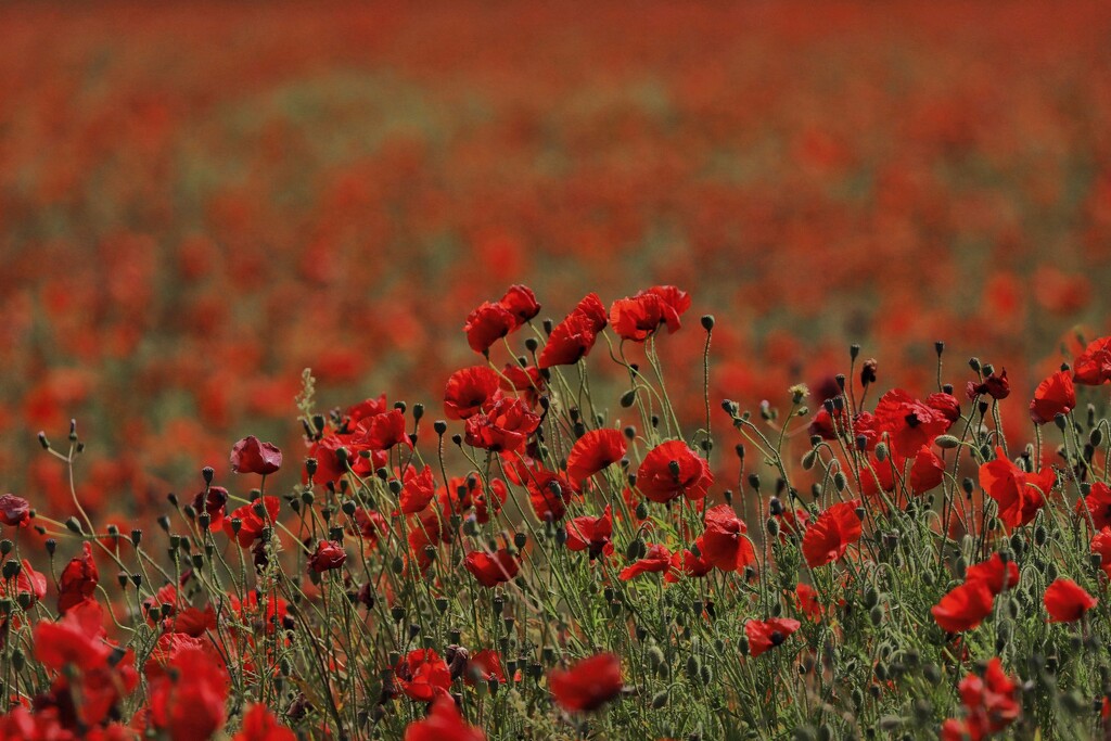 Poppies  by phil_sandford