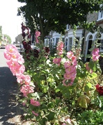 30th Jun 2024 - Roadside hollyhocks