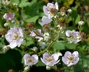 30th Jun 2024 - Blackberry Flowers 