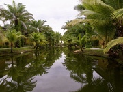 29th Jun 2024 - Garden Reflections P6292478