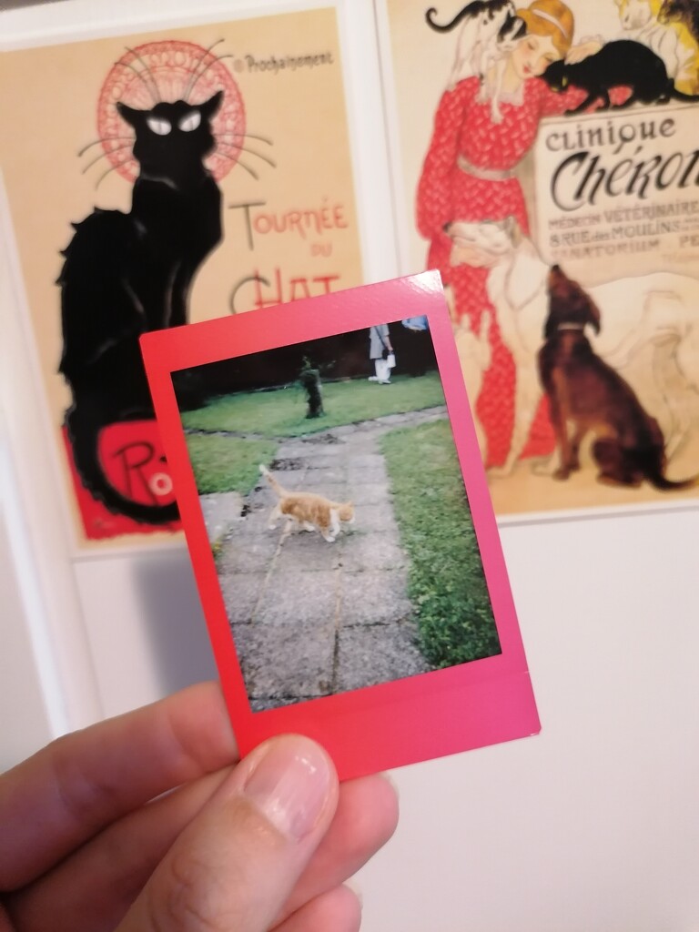 random polaroid of grandma's cat xD by zardz