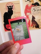 19th Jun 2024 - random polaroid of grandma's cat xD