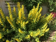 30th Jun 2024 - Yellow Loosestrife...