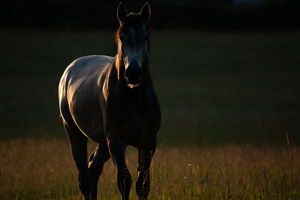 Horse in the Golden Hour by hannahcallier