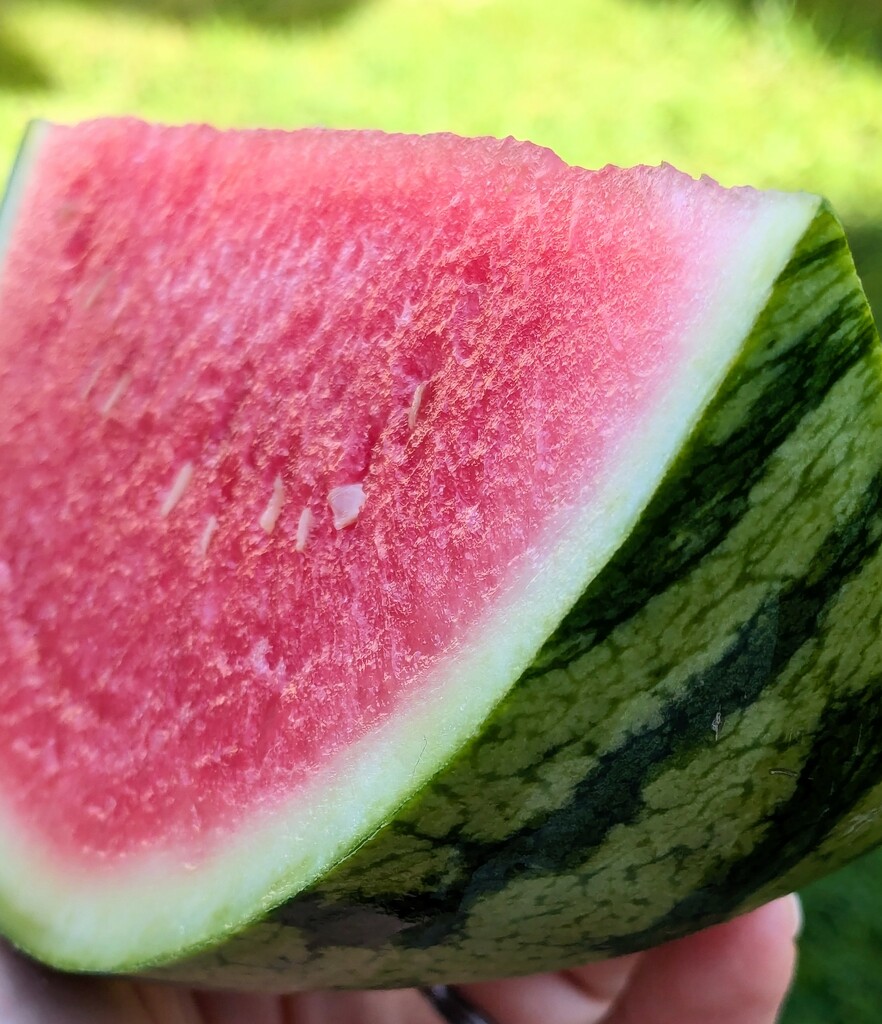 039: Watermelon  by incrediblefran