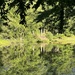 Pond Reflections by pjbedard