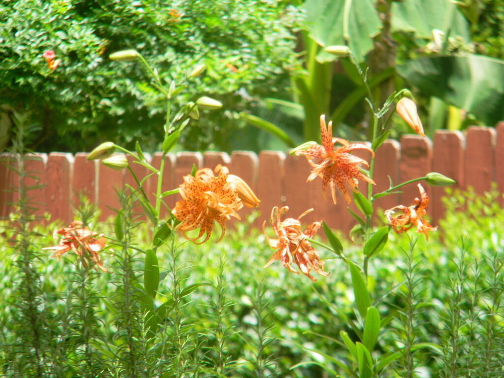 Tiger Lilies in Neighbor's Yard  by sfeldphotos