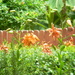 Tiger Lilies in Neighbor's Yard 