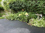 30th Jun 2024 - Yellow Day Lilies