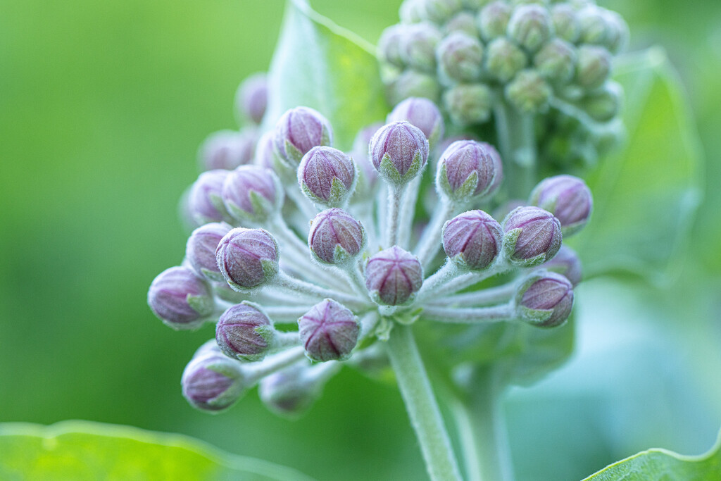 milkweed by aecasey