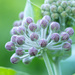 milkweed by aecasey