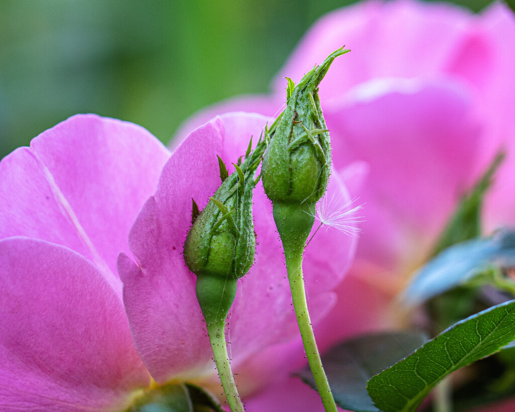rose buds by aecasey
