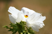 29th Jun 2024 - prickly poppy