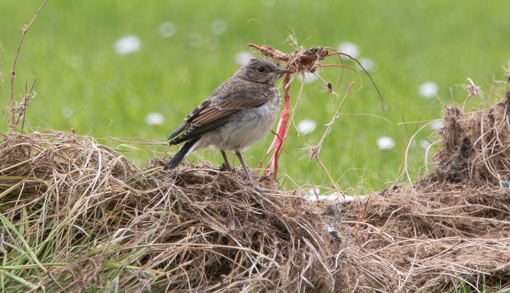 Juvenile Wheatear by lifeat60degrees