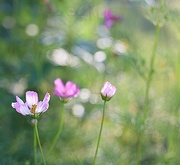 30th Jun 2024 - Dreamy Garden