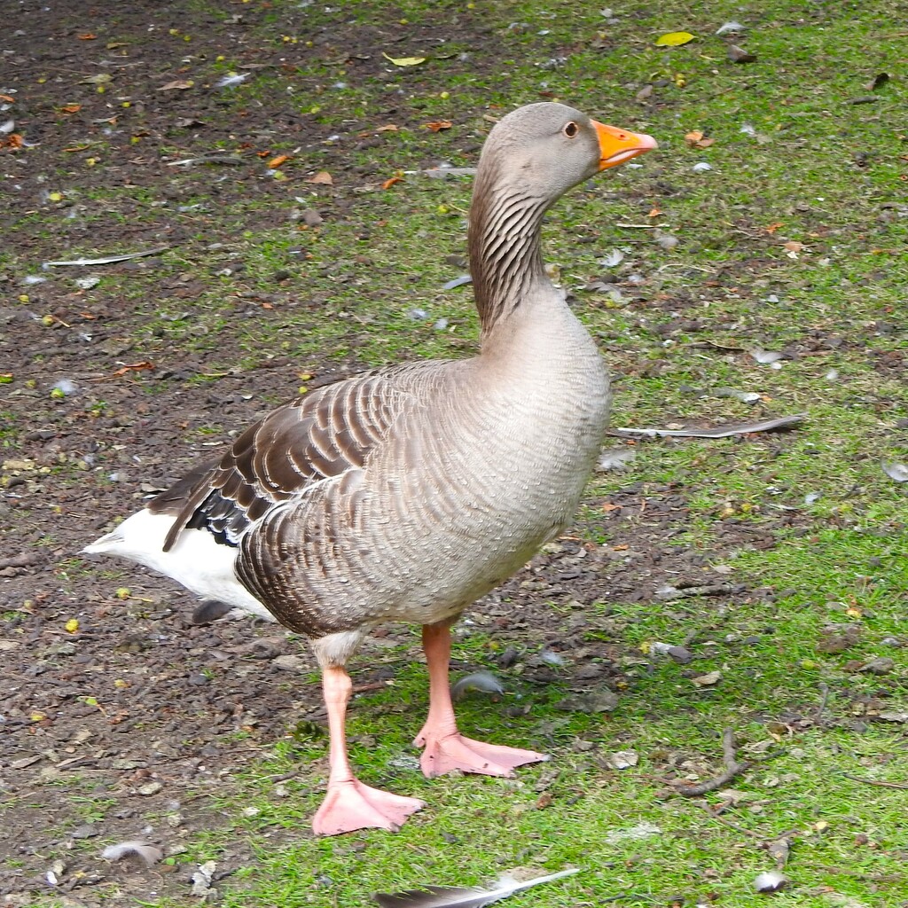 Greylag Goose by oldjosh