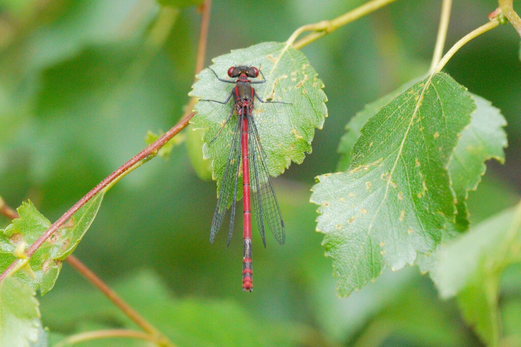 LARGE RED DAMSELFLY by markp