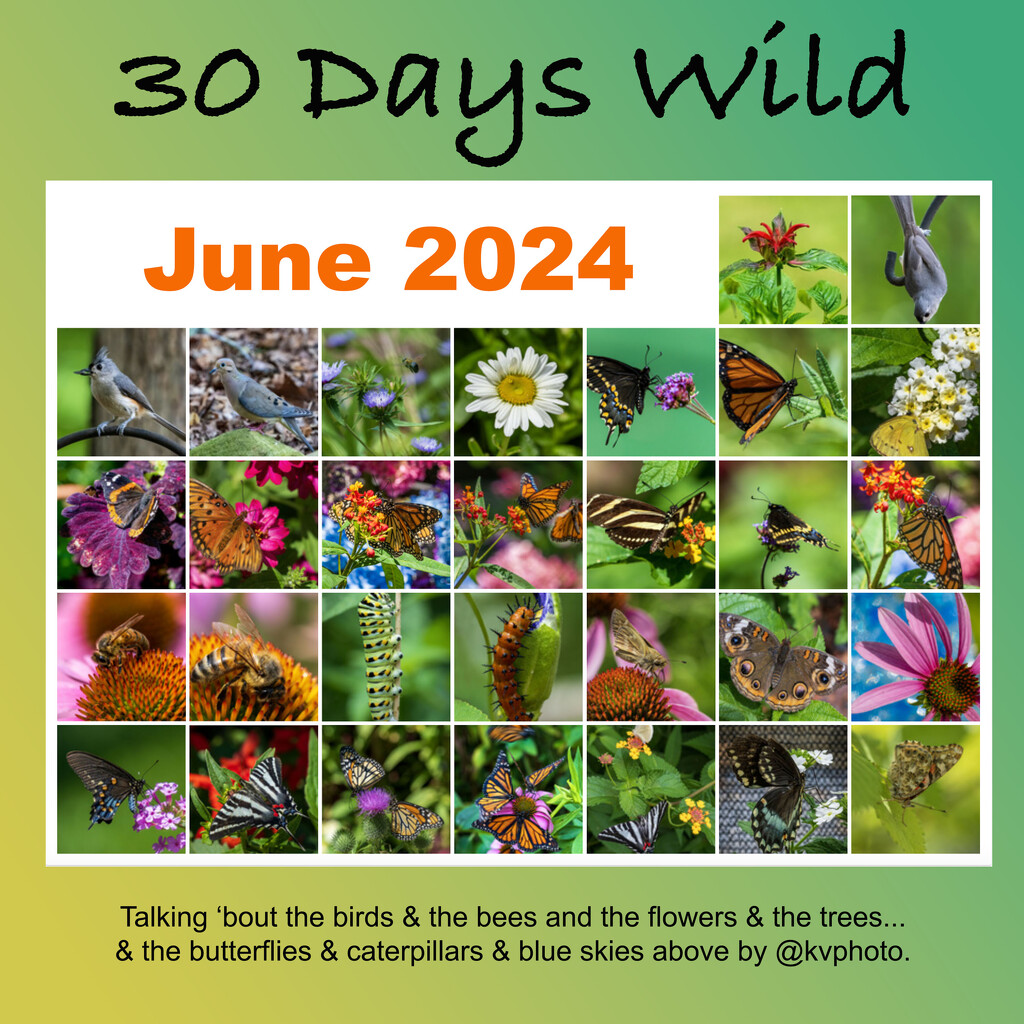 30 Days Wild Calendar by kvphoto