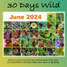30 Days Wild Calendar