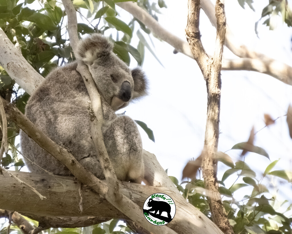 new young un by koalagardens